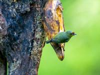 Kleiner grüner Naschvogel mit roter Stirn